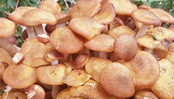 faire bouillir les champignons au miel avant de les faire frire champignons au miel avant la friture