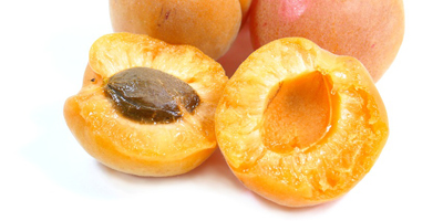 comment faire pousser un abricot nous cultivons des abricots