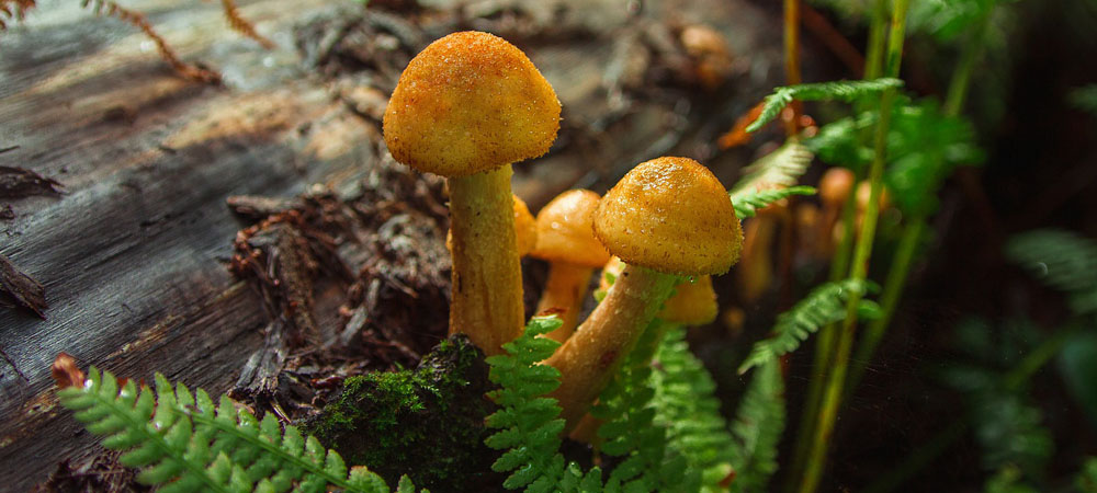 champignons au miel champignons au miel