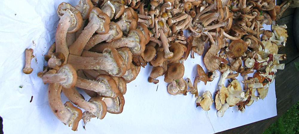 champignons au miel champignons au miel