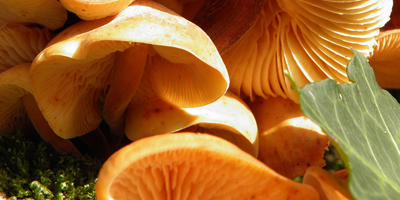 dois-je faire tremper les champignons au miel Faire tremper les champignons au miel