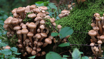 l'odeur des bons champignons au miel l'odeur des champignons au miel