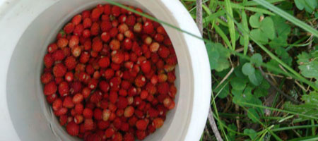Erdbeeren für Marmelade Erdbeeren pflücken im Wald