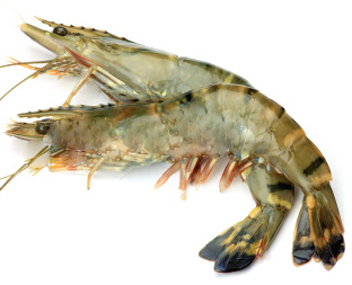 combien cuire des crevettes vertes