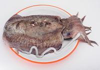 Tintenfisch