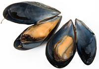 Muscheln