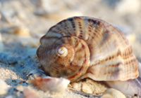 Rapana