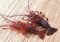Hummer