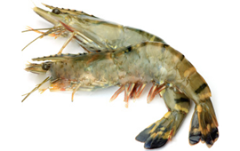 combien cuire des crevettes vertes comment faire cuire des crevettes vertes
