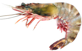 crevettes royales bouillantes comment faire cuire les crevettes royales