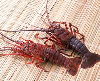 wie viele Hummer zu kochen