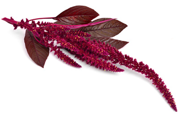 wie viele Minuten, um Amaranth zu kochen