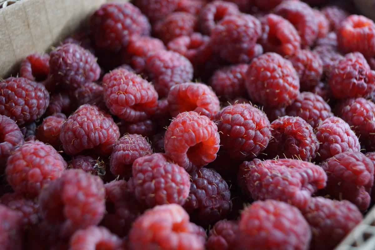 Himbeeren für Marmelade